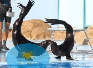 Дельфинарий в Хургаде,Wycieczka na pokaz delfinów w Hurghadzie