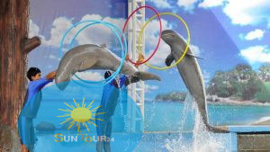 Дельфинарий в Шарм Эль Шейхе, Дельфинарий в Хургаде, Wycieczka na pokaz delfinów w Hurghadzie