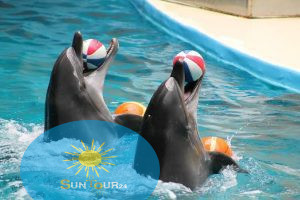Dolphin Show in Hurghada