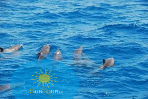 Дом дельфинов