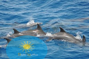 Дом дельфинов, DOM DELFINÓW w Hurghadzie