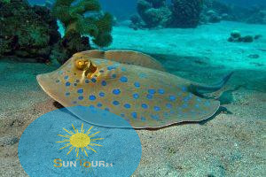 Заповедник Шарм Эль Нага из Хургады