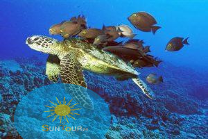 Заповедник Шарм Эль Нага из Хургады