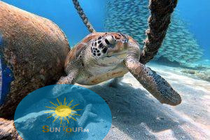 Экскурсия к черепахам