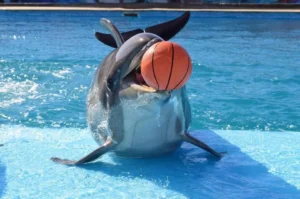 ДЕЛФИНАРИУМ В ШАРМ ЕЛ ШЕЙХ